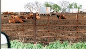 brown.cows