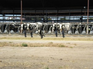 herefords