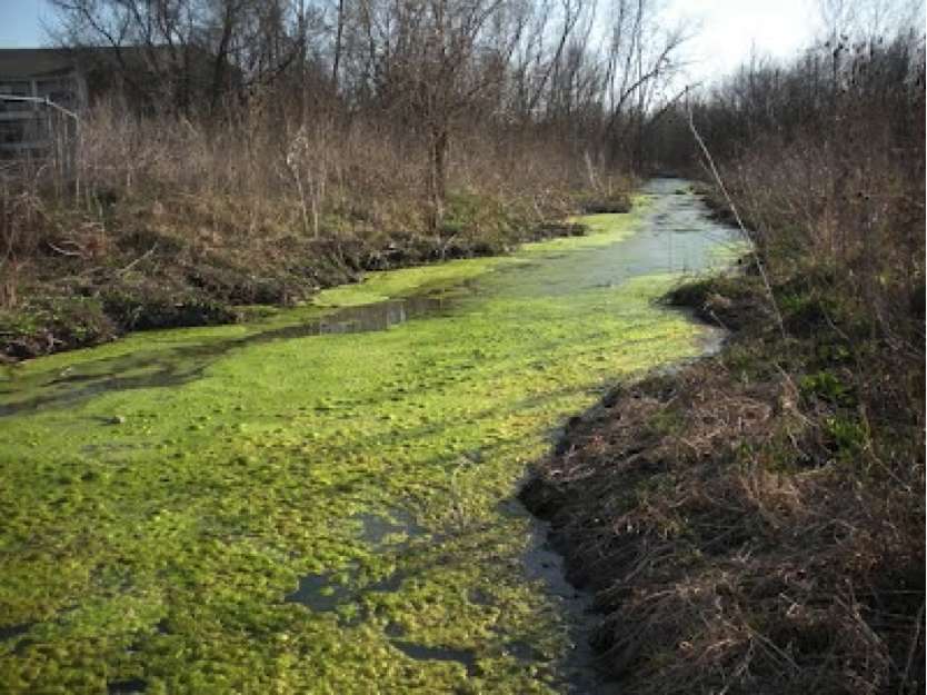 algae
